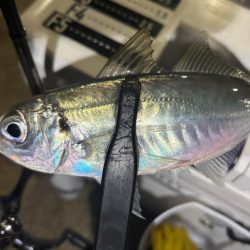 ポイント調査!!