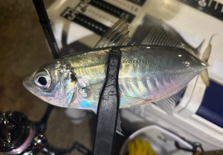 ポイント調査!!