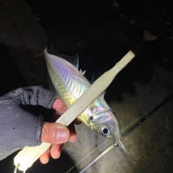 爆風アジング ぜひご参考に