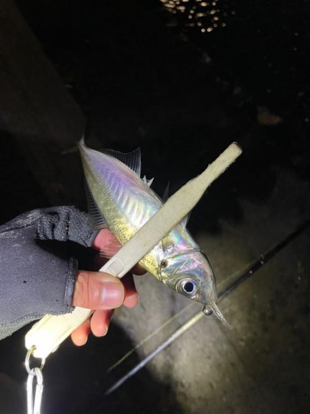 爆風アジング ぜひご参考に