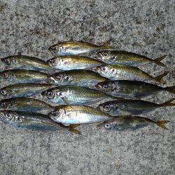 ちょこっとアジング