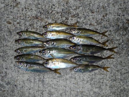 ちょこっとアジング