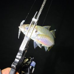 大阪市アジング