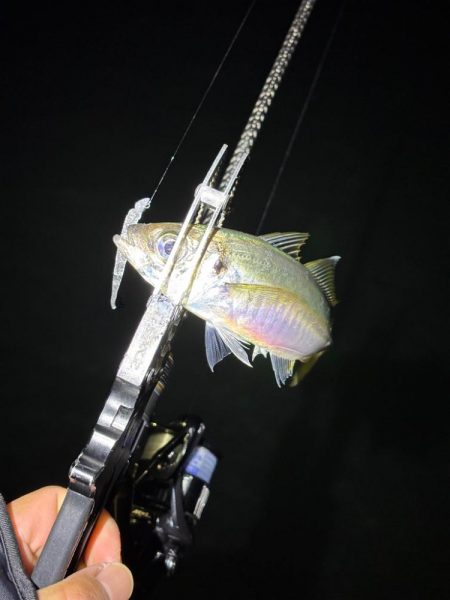 大阪市アジング