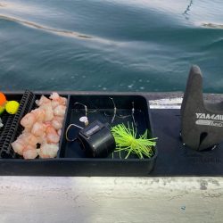 大阪湾カットウ