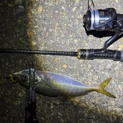 大阪市アジング