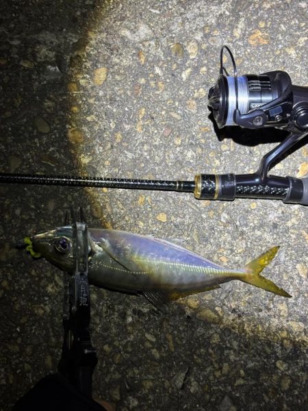 大阪市アジング