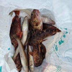 ガシリング楽しめました♪