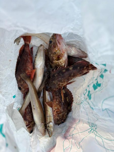 ガシリング楽しめました♪