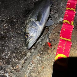 相性の悪かった丹頂鶴やっとキタ!