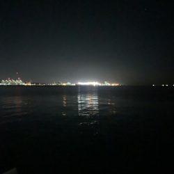 12月でも青物！