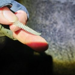 アジングで尺アジと40cmサバ