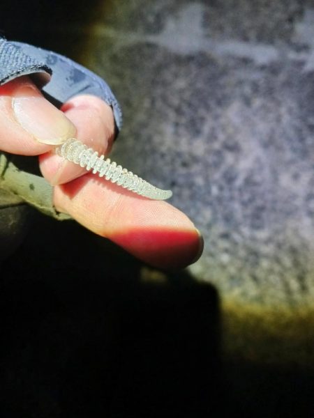 アジングで尺アジと40cmサバ