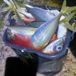 アジング 朝と夕方です。