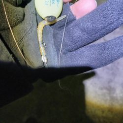 釣り納め アジング 尺有