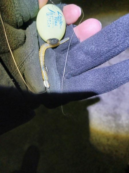 釣り納め アジング 尺有