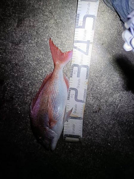 12/27アジ大漁お正月の鯛釣れました