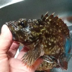 ガシラ~リベンジ