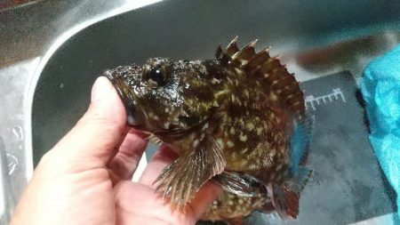 ガシラ~リベンジ