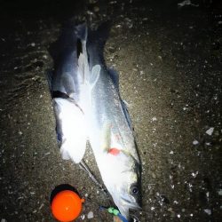 楽しい時期が来ましたね!