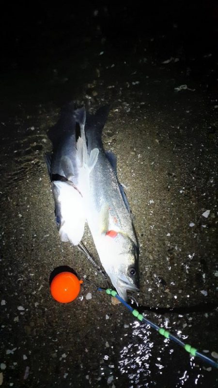 楽しい時期が来ましたね!