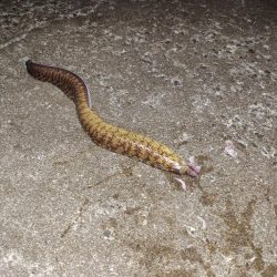 ウツボ祭りの釣り納め