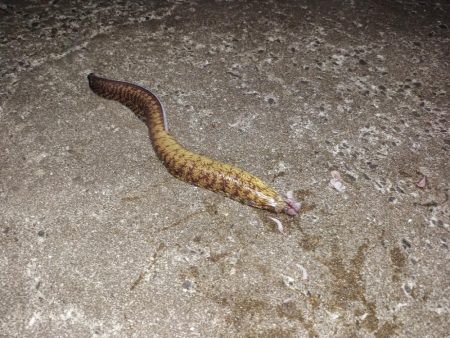 ウツボ祭りの釣り納め