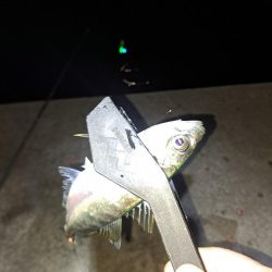 夜明け迄の勝負!