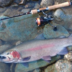 マイティーペッパー35SPで７１ｃｍ ～天…