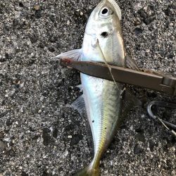 なかなか尺いかないなー