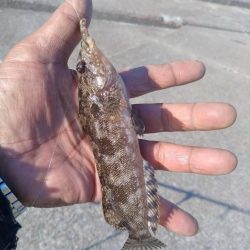 東二見のキス爆釣