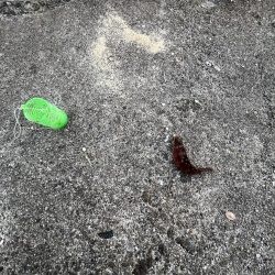 カレイ撃沈!イソベラと遊ぶ