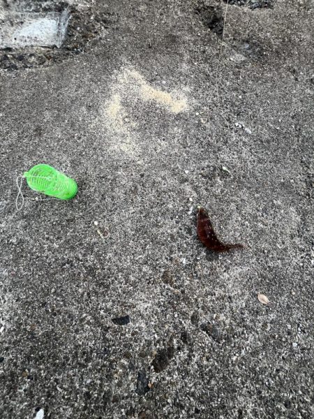 カレイ撃沈！イソベラと遊ぶ