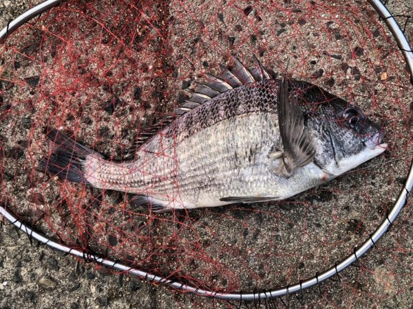 イチノ兄弟、釣果!