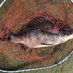 イチノ兄弟、釣果!