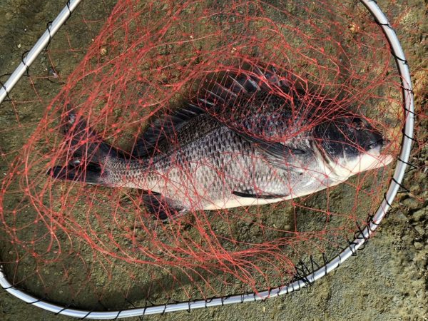 イチノ兄弟、釣果!