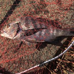 イチノ兄弟、釣果！