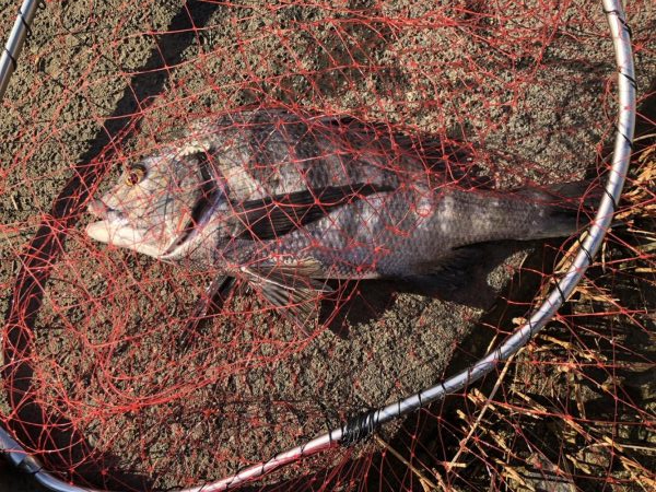 イチノ兄弟、釣果！