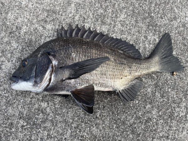 イチノ兄弟、釣果!