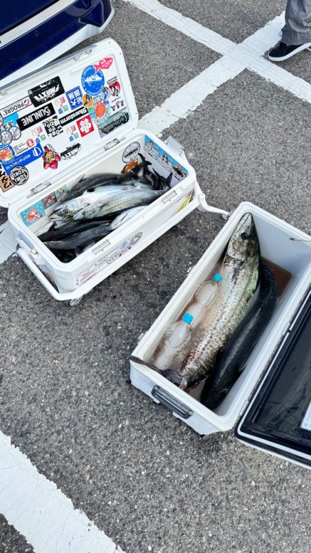 サワラ/ブレードジギング