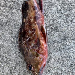 ガシリング楽しめました♪