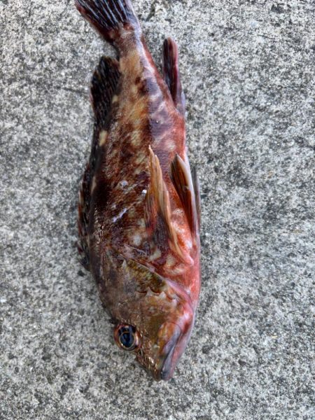 ガシリング楽しめました♪