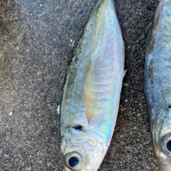 大アジ釣れています
