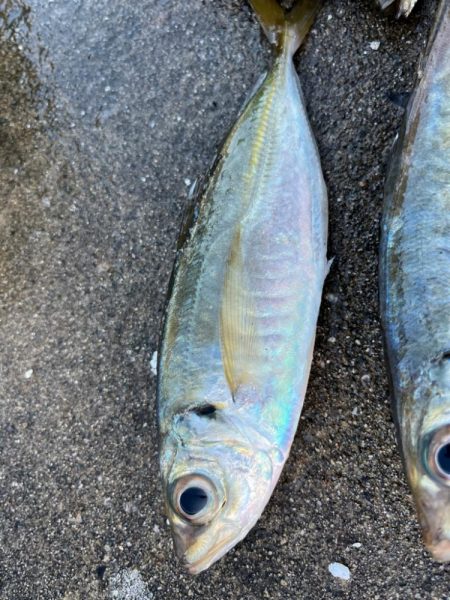 大アジ釣れています