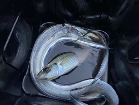 人気のあの場所はアジよりタチウオが多かった…