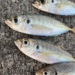 大アジ　回遊しています