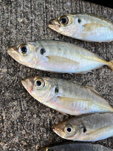 大アジ　回遊しています