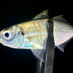 夜な夜な夜な夜な夜な夜なアジング