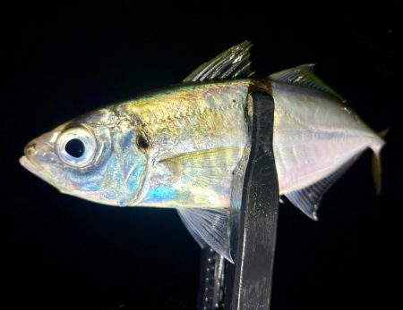 夜な夜な夜な夜な夜な夜なアジング