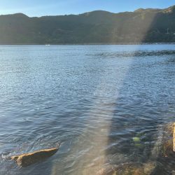 メリーツリシマス!